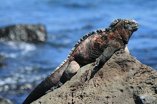 Galápagos marine iguana